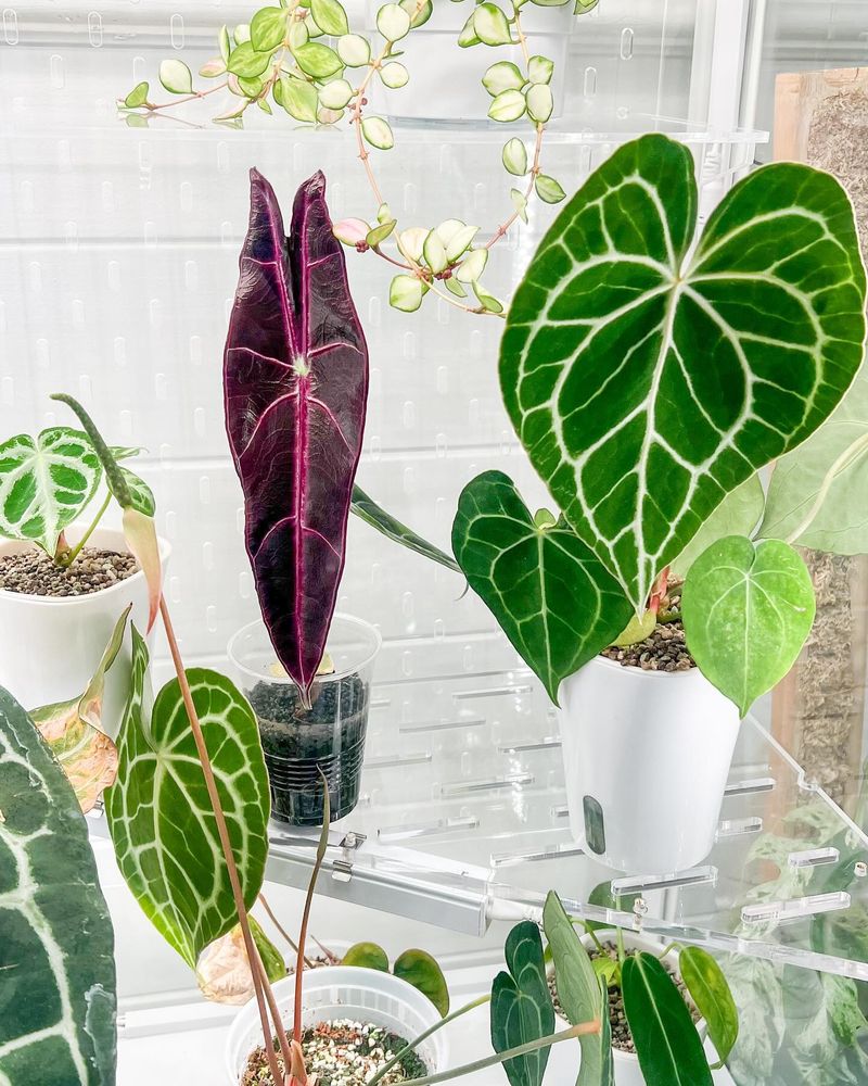Alocasia