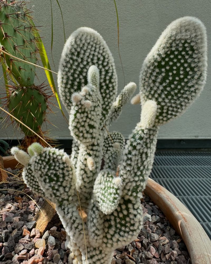 Opuntia Microdasys