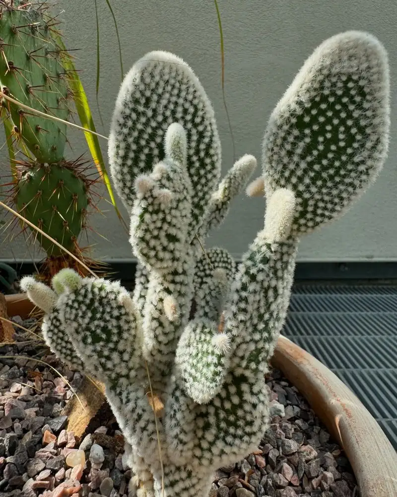 Opuntia Microdasys