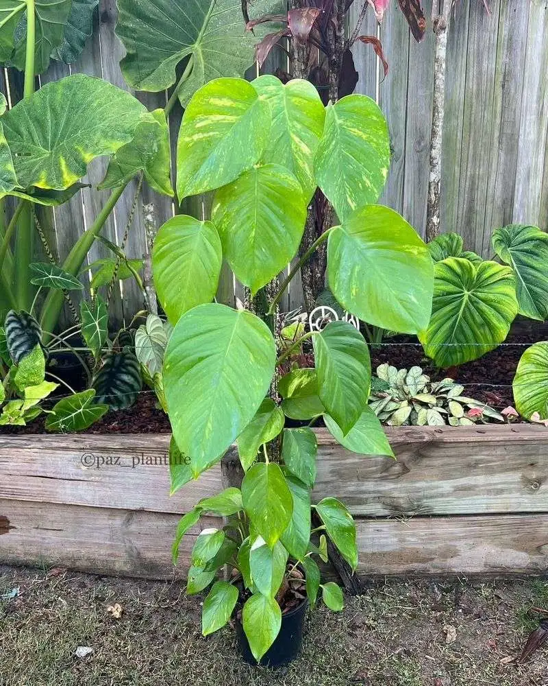 Pothos (Epipremnum aureum)