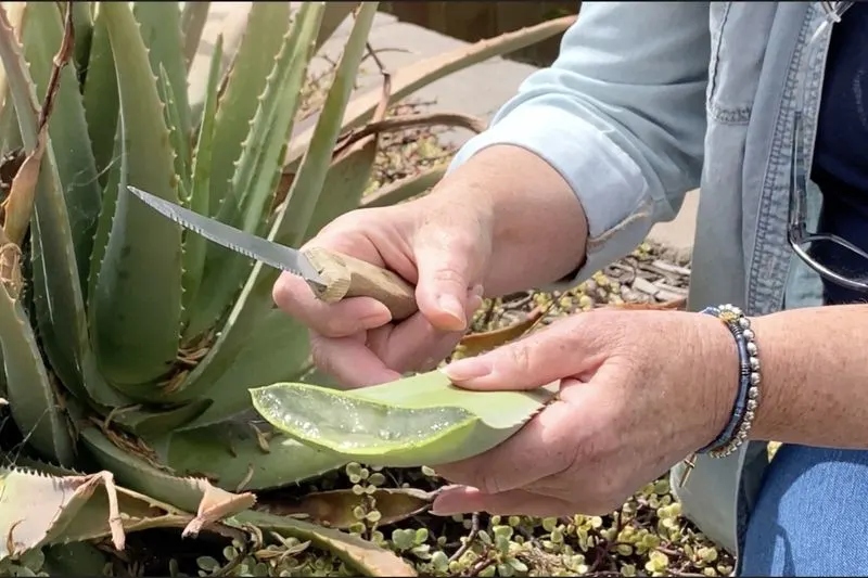 Aloe Vera