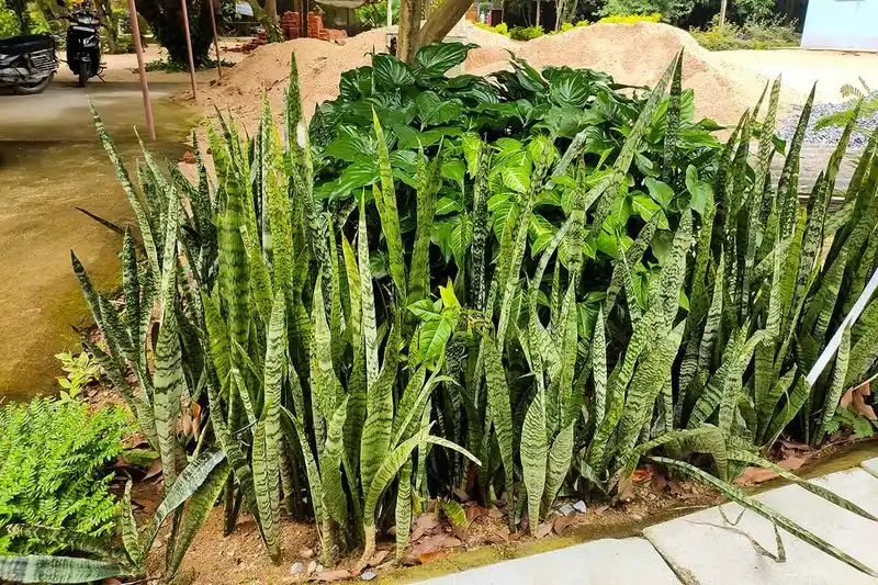 Snake Plant