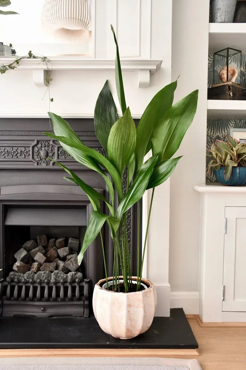 Cast Iron Plant