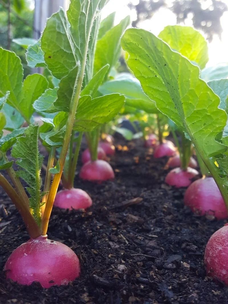 Radish