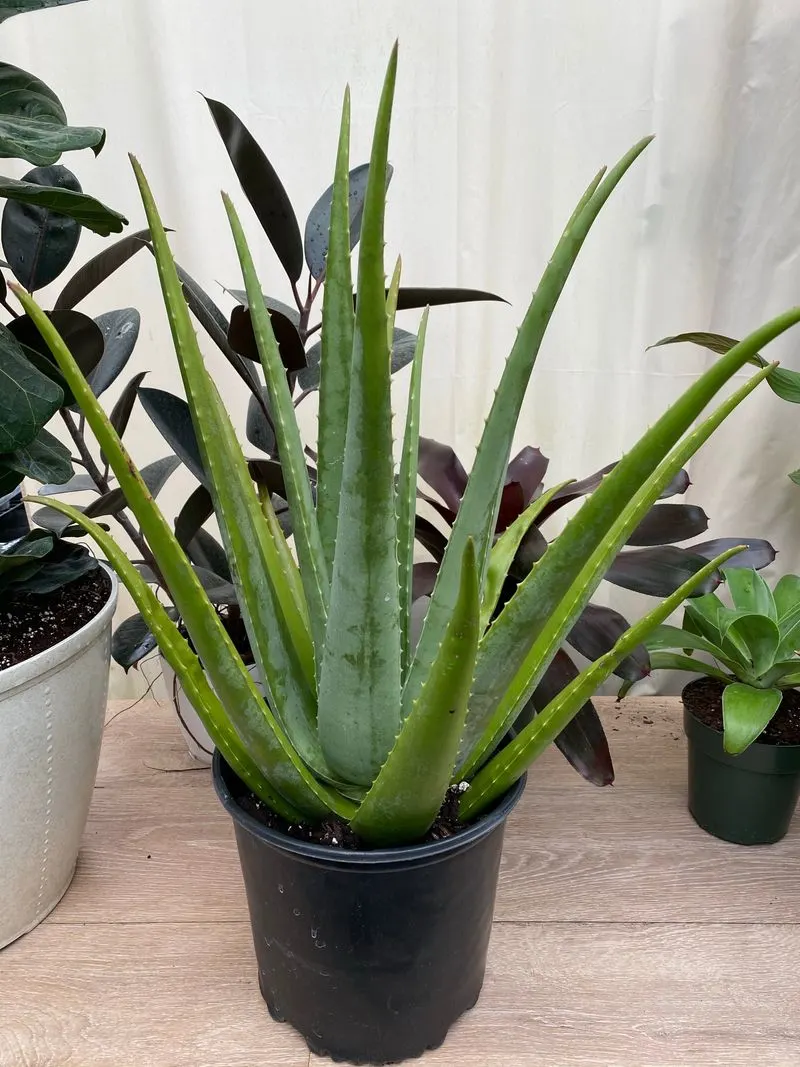 Aloe Vera