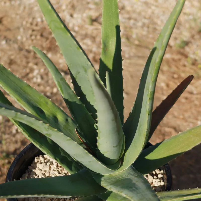 Aloe Vera