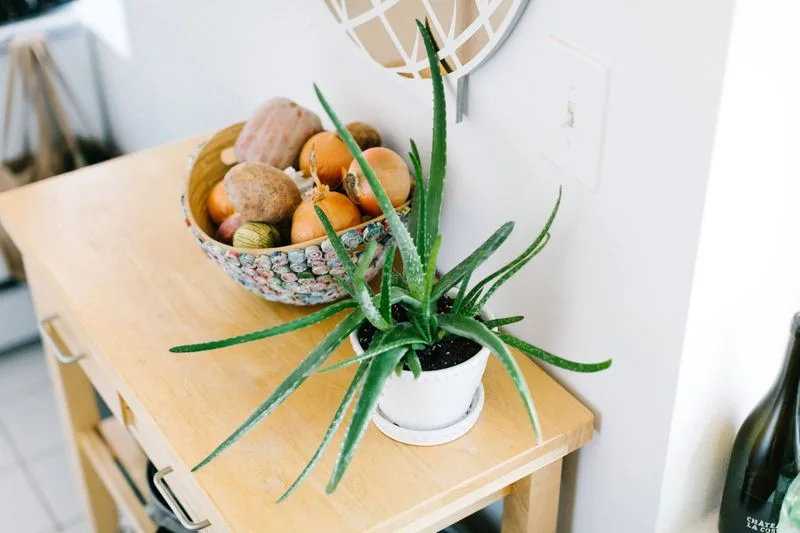 Aloe Vera for the Kitchen