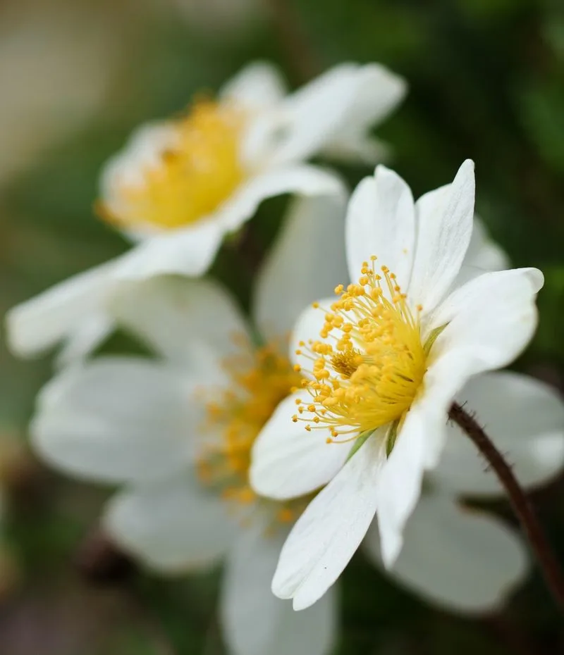 Mountain Avens