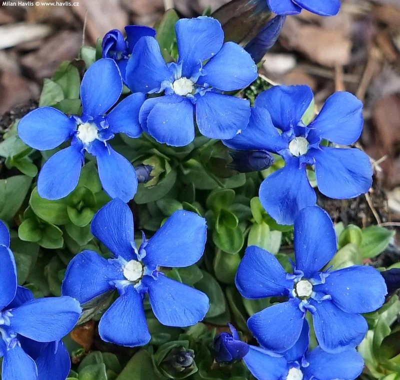 Gentiana Verna