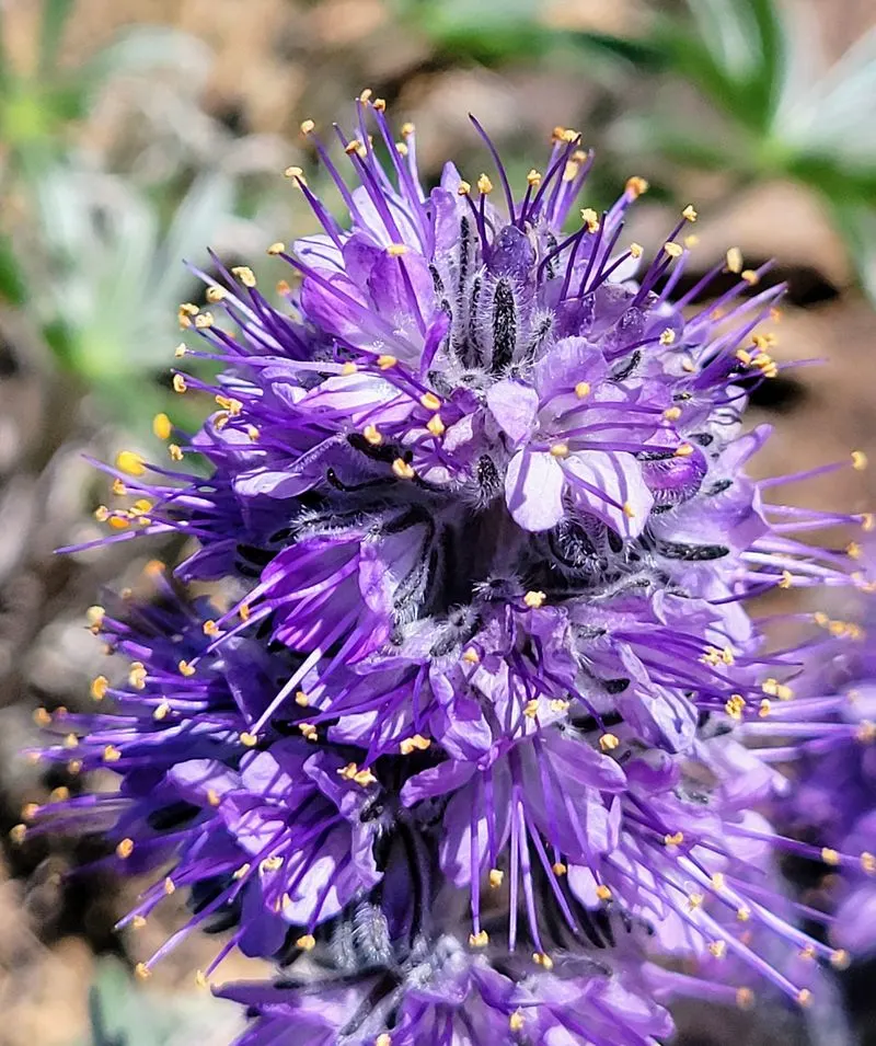 Silky Phacelia