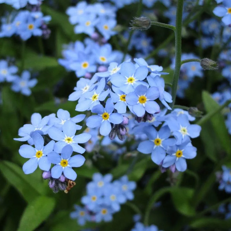 Alpine Forget-Me-Not