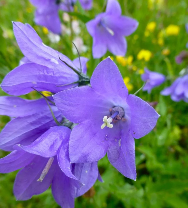 Harebell