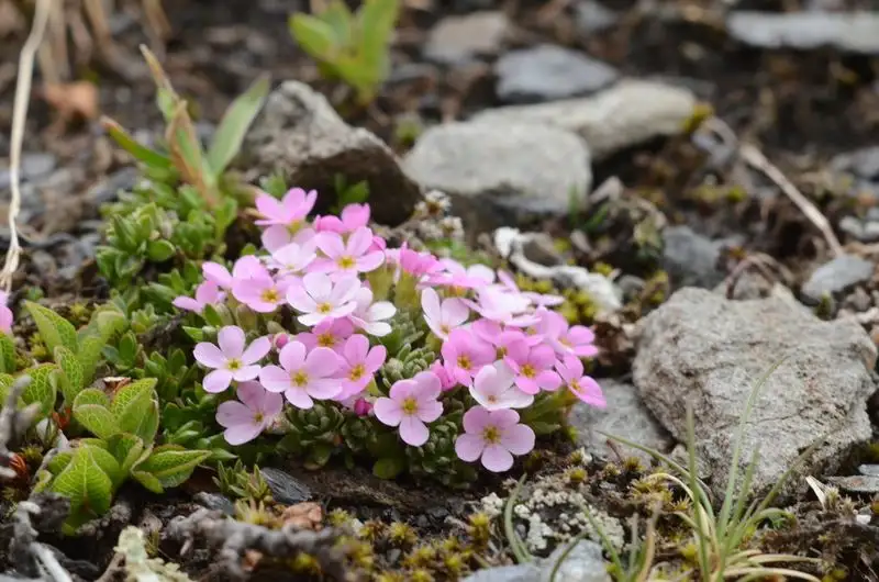 Alpine Rock Jasmine