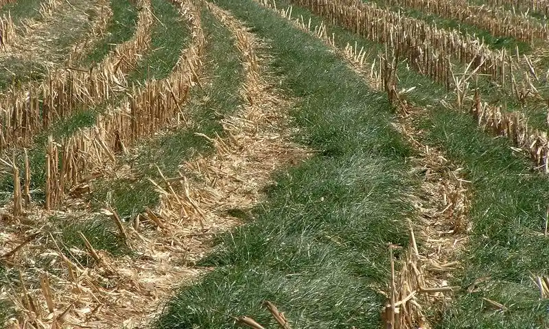 Alternative: Cover Crops