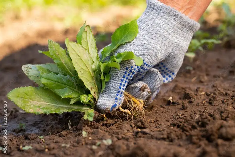Alternative: Hand Pulling Weeds