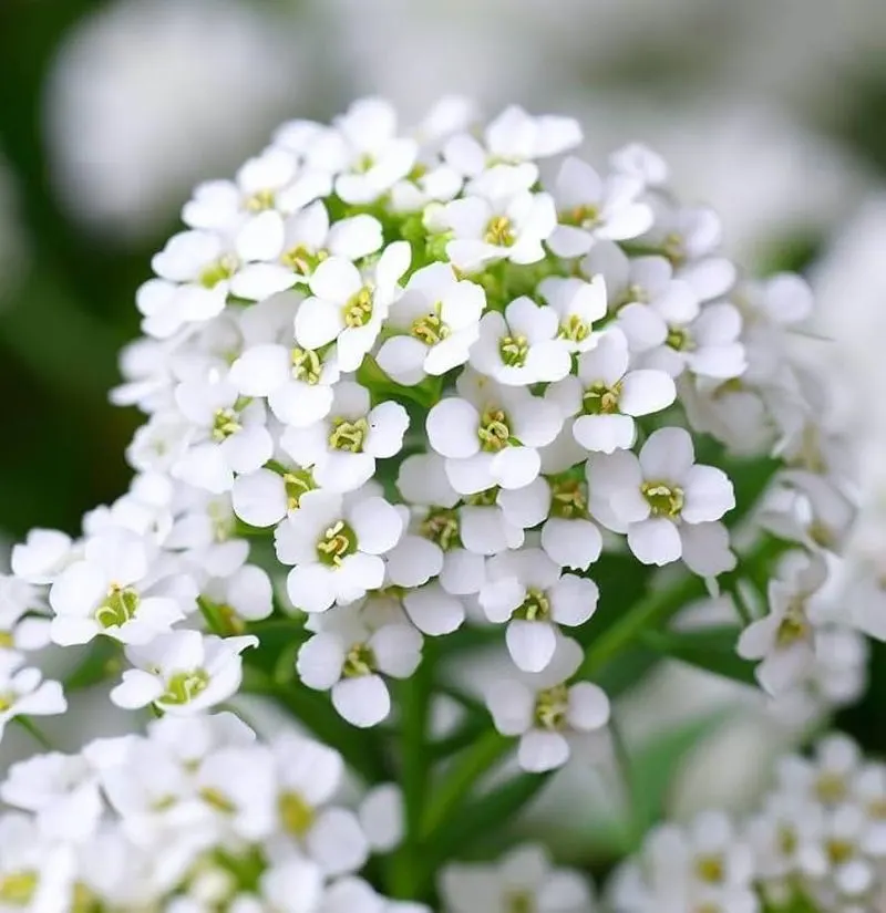 Alyssum