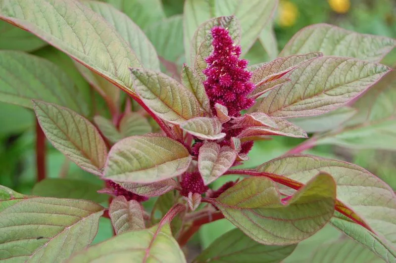 Amaranth