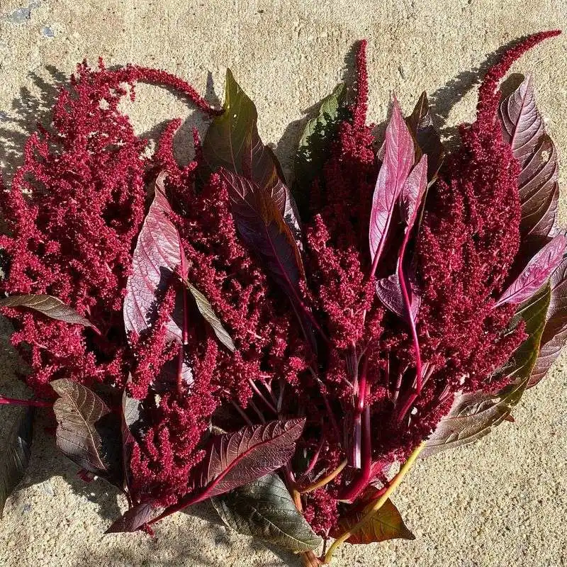 Amaranth