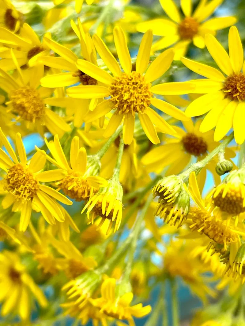 Ragwort Jacobaea