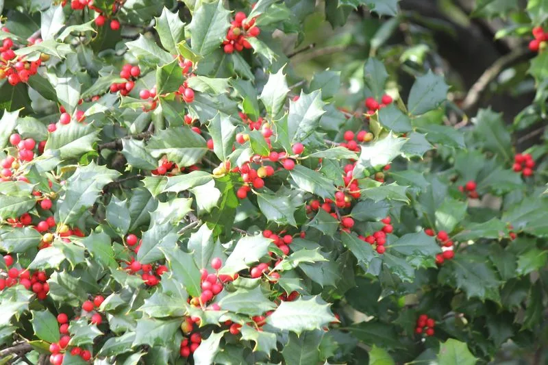 American Holly