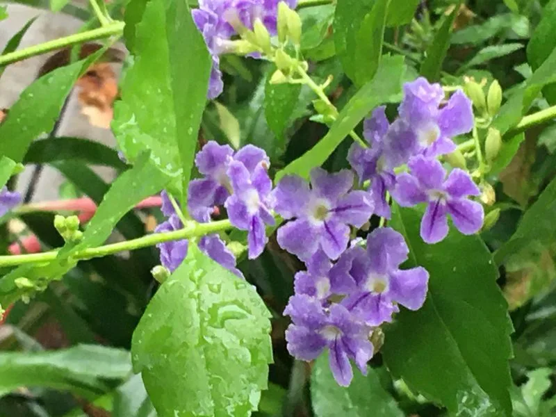 Amethyst Dewdrop Lily
