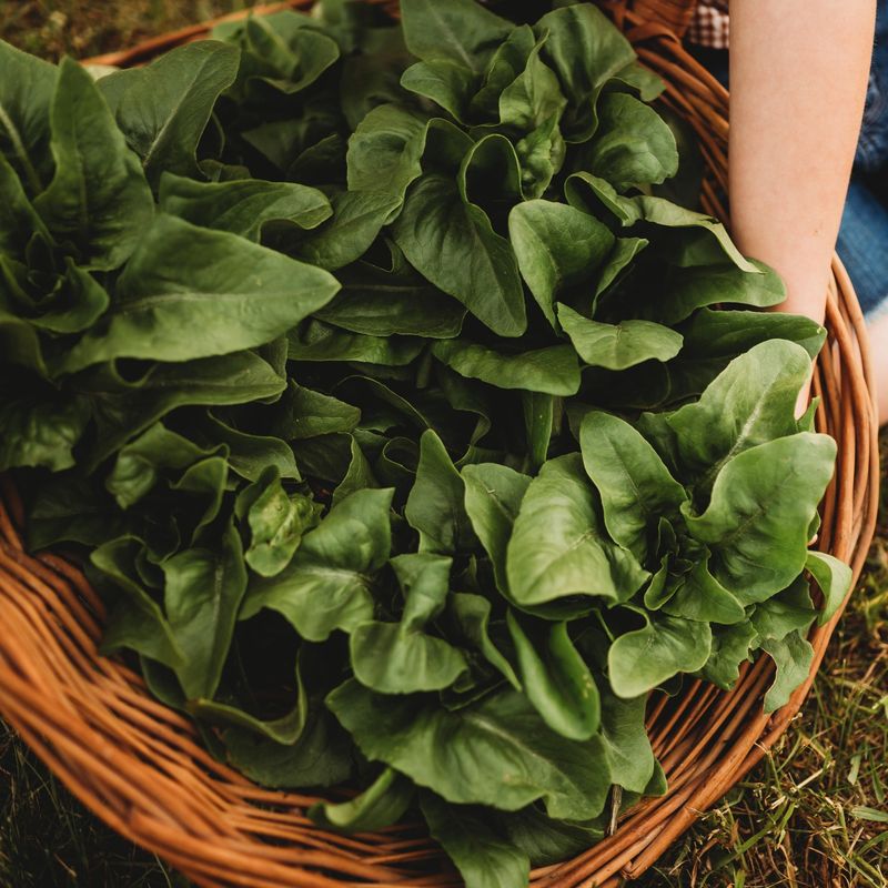 Amish Deer Tongue Lettuce