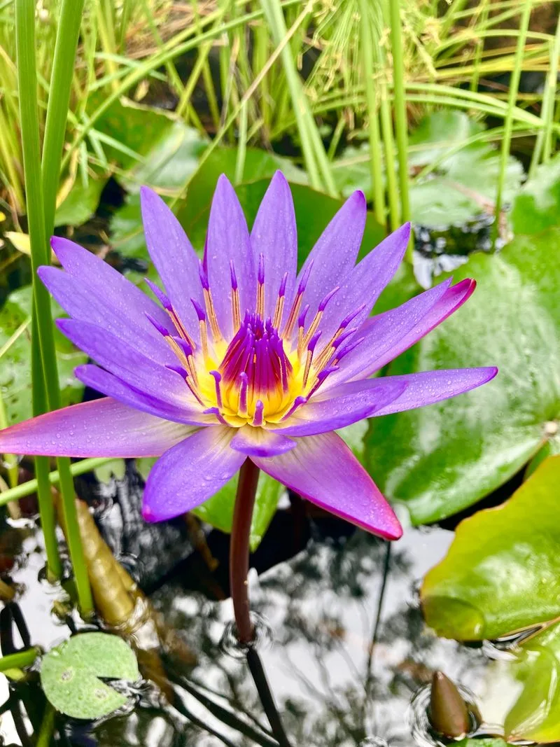 Ancient Egyptian Water Lily
