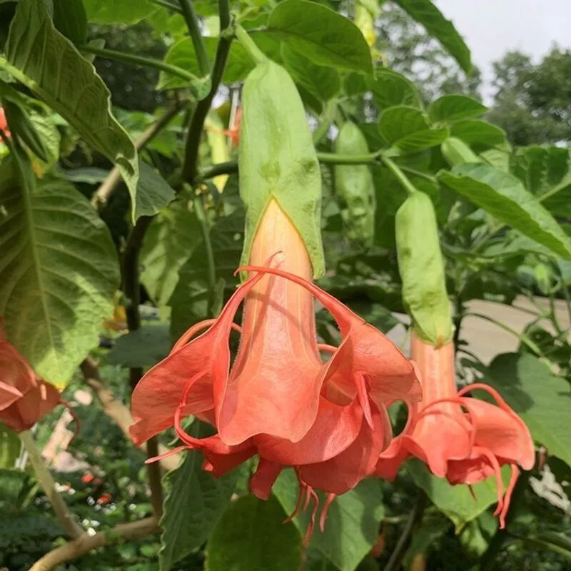 Angel's Trumpet