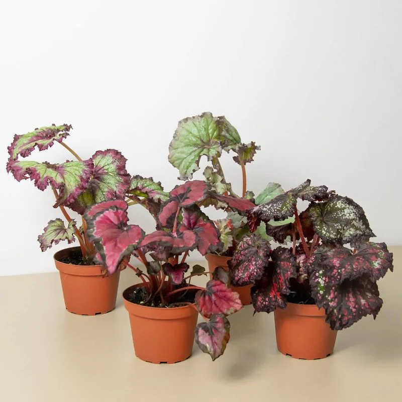Rex Begonia