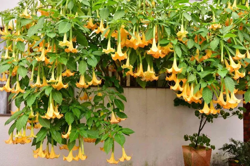 Angel's Trumpet