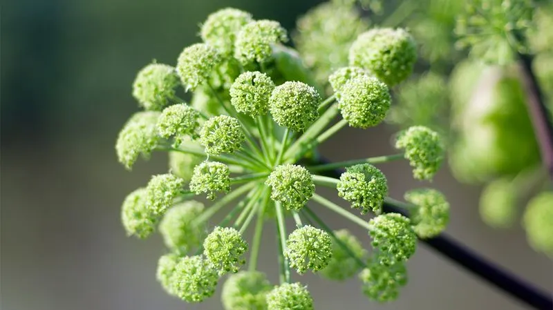 Angelica