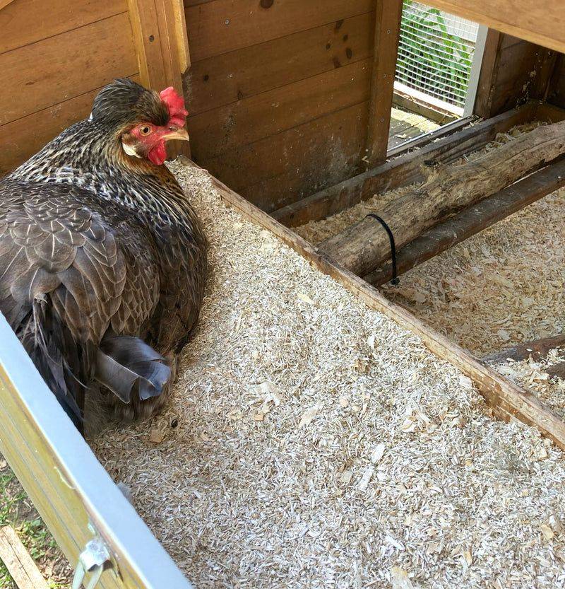 Animal Bedding