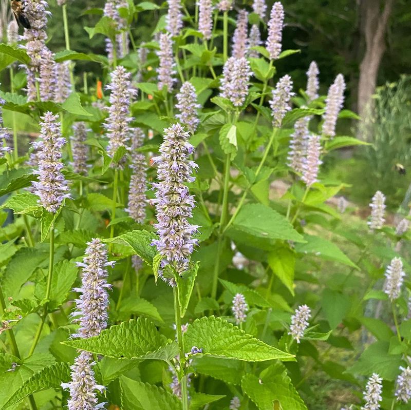 Anise Hyssop