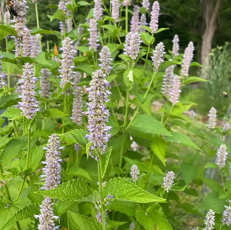 Anise Hyssop