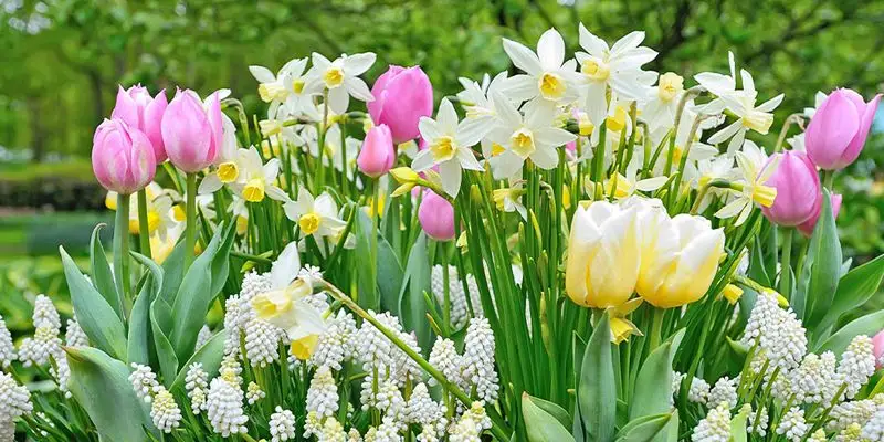 Bulb Plantings
