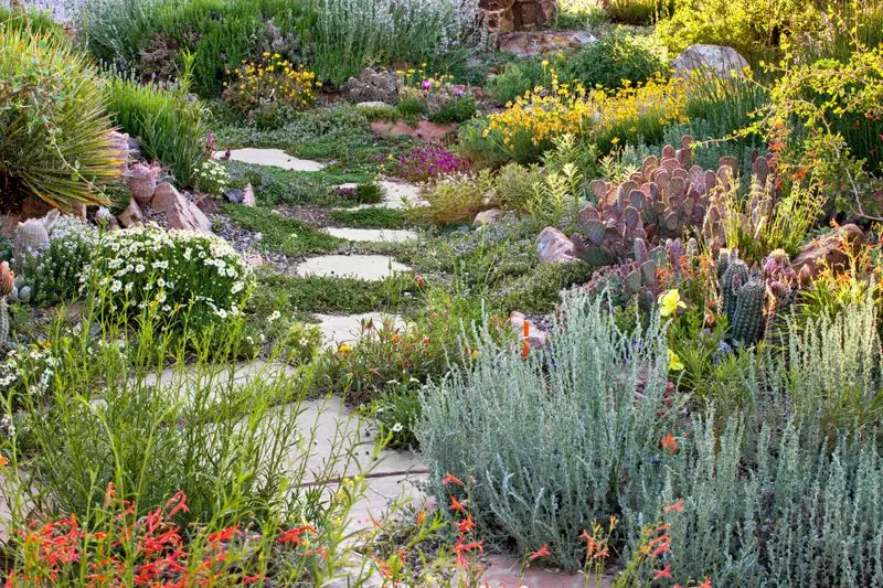 Annual Bedding Plants