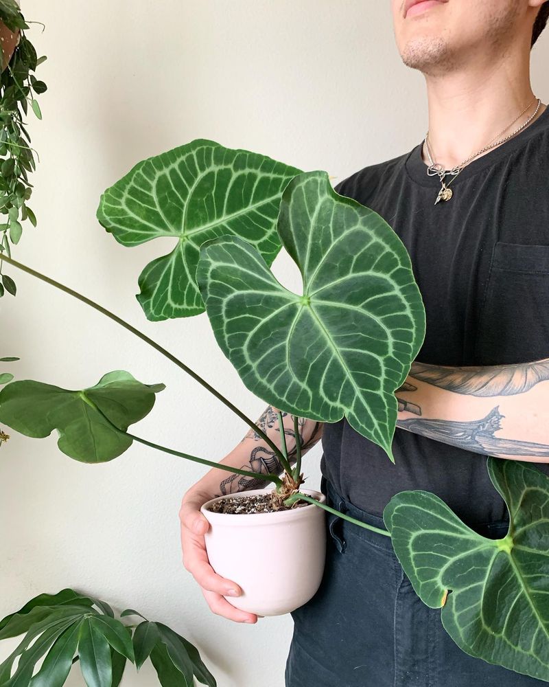 Anthurium