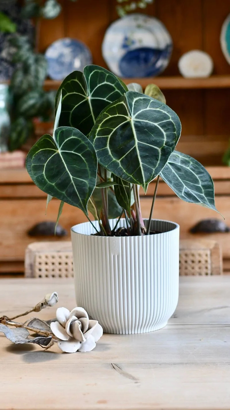 Anthurium Clarinervium