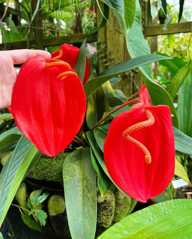 Anthurium Scherzerianum