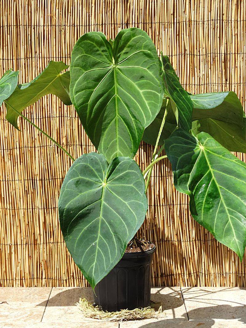 Anthurium Magnificum
