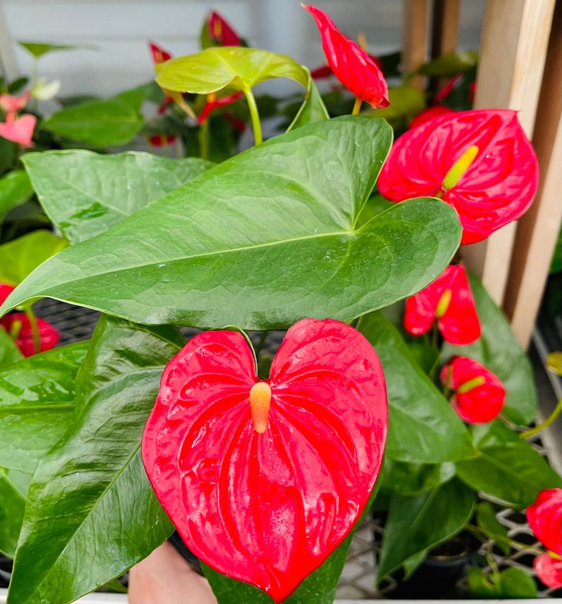 Anthurium Dorayaki