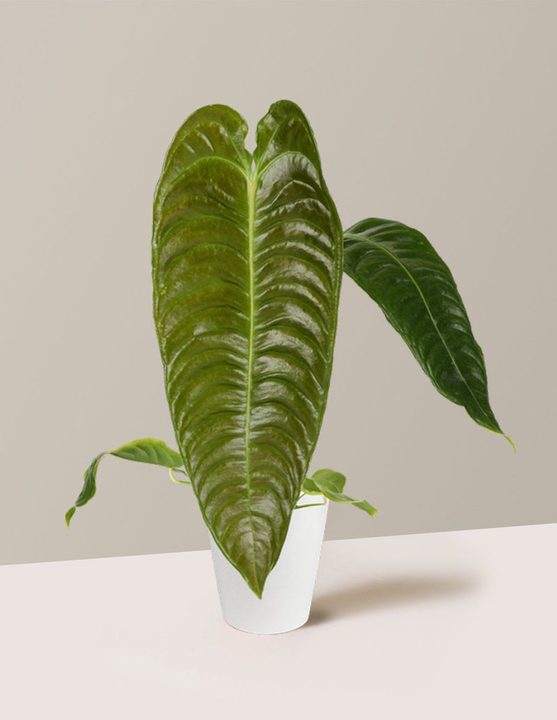 Anthurium Veitchii