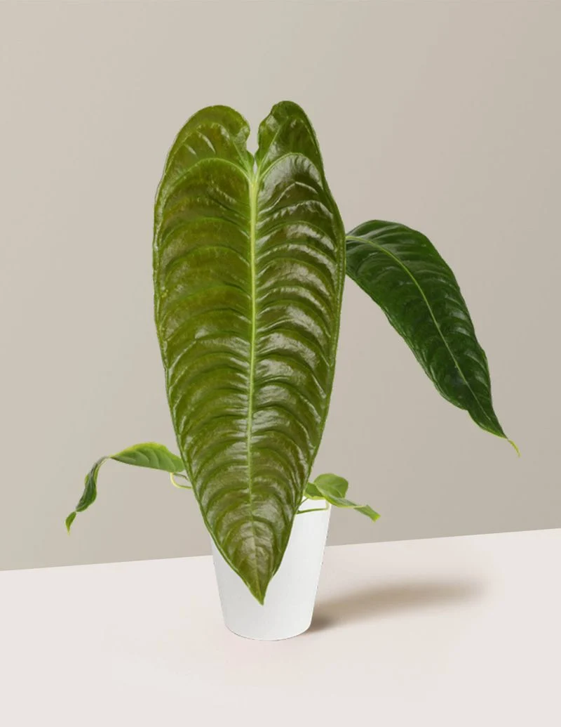 Anthurium Veitchii