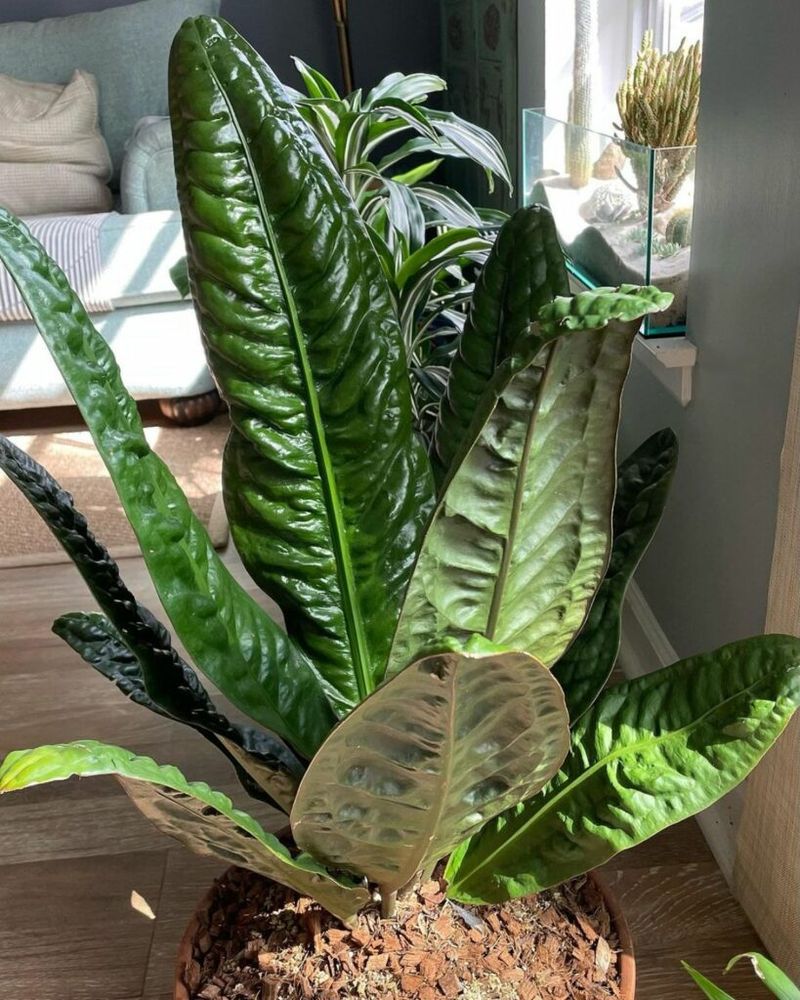 Anthurium Superbum