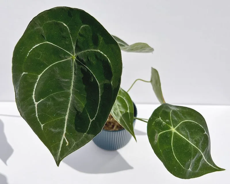 Anthurium Forgetii