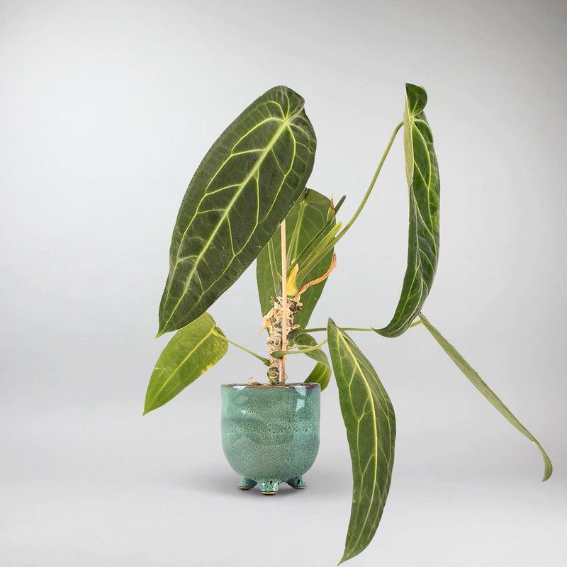 Anthurium Warocqueanum