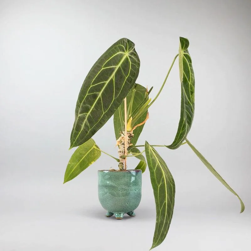 Anthurium Warocqueanum