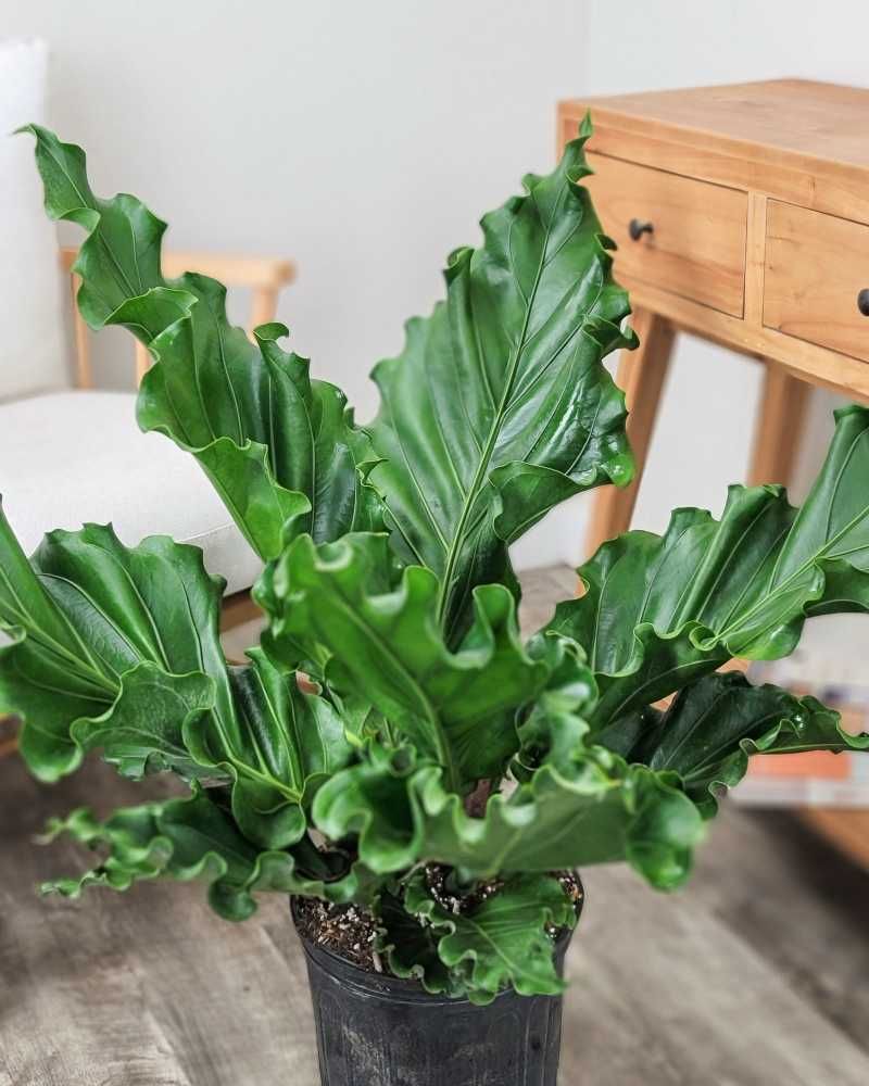 Anthurium Plowmanii