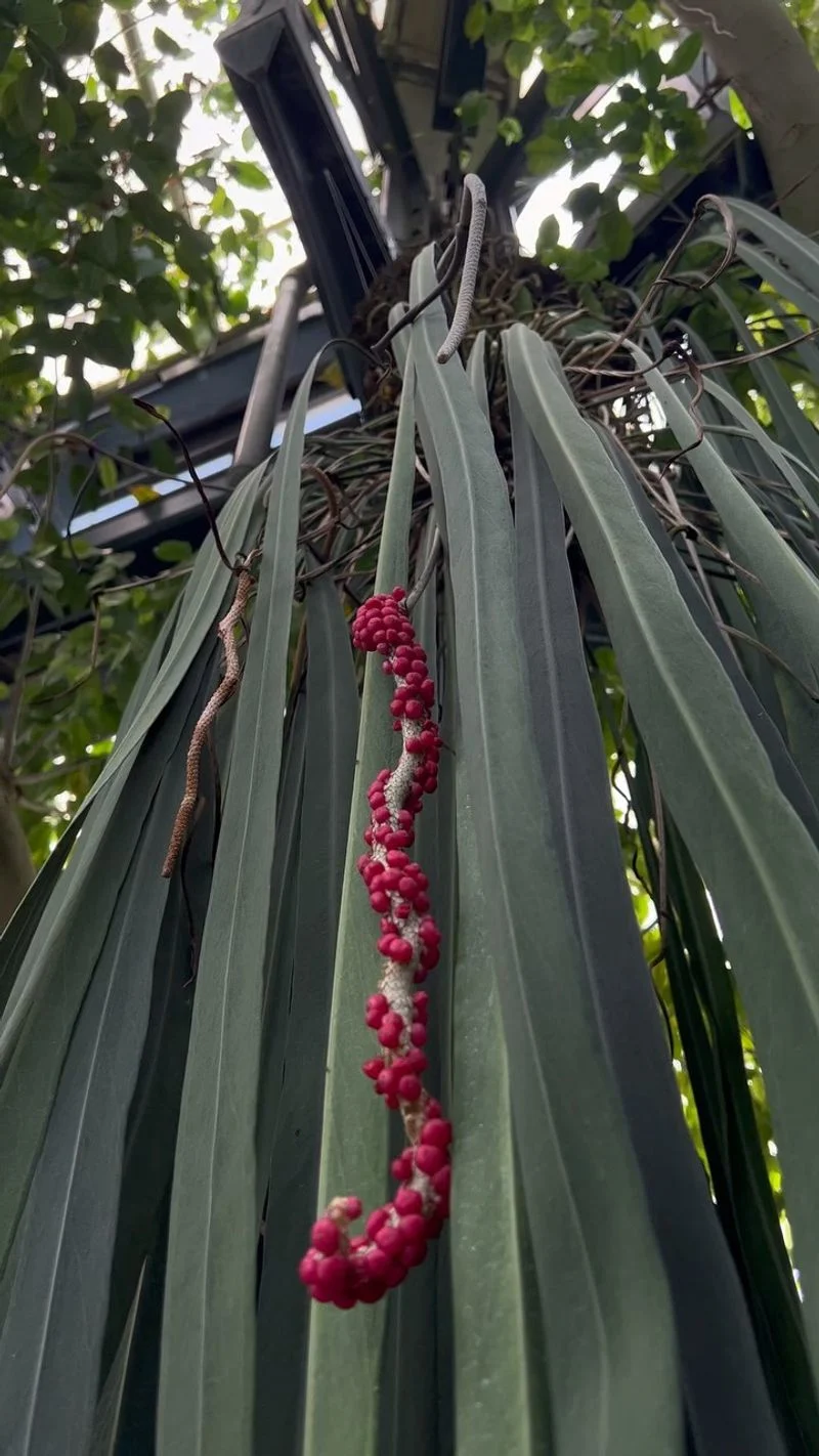Anthurium Vittarifolium
