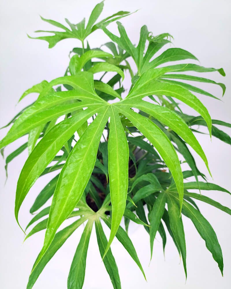 Anthurium Pedatoradiatum